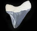 Serrated  Bone Valley Megalodon Tooth #22928-1
